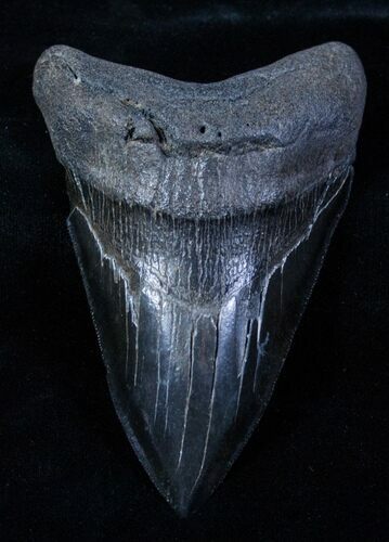 Very Serrated, Lower Megalodon Tooth #3791